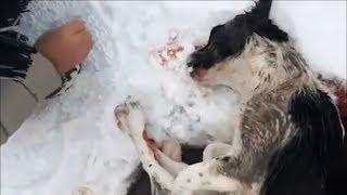 Rescue Poor Dog Outside the Freezing Snow Was In Critical Condition