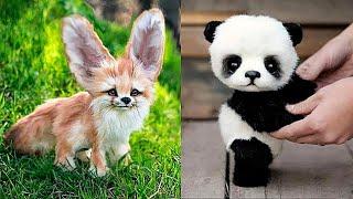 10 Cutest Baby Animals You Need To Pet | TOP X TV