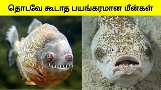 இந்த மீன்கள எங்கயாவது பாத்தா, அந்த இடத்த விட்டு ஓடிடுங்க  | dangerous fishes | Tamil Wonders