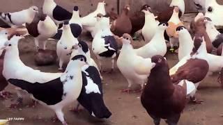 10 Most Gorgeous Fancy Pigeon In The World.