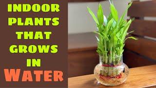 How to grow indoor plants in water/Top 10 water growing INDOOR PLANTS/ഇൻഡോർ പ്ലാന്റ്സ് വെള്ളത്തിലും!