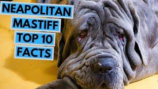 Neapolitan Mastiff - TOP 10 Interesting Facts