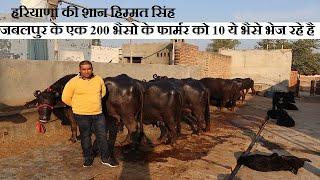 जबलपुर के एक 200 भैसो के फार्मर को 10 ये भैसे भेज रहे है|Murrah buffalo in Haryana,Dairy farming