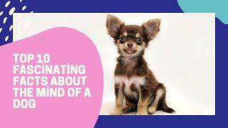 Top 10 Fascinating Facts About The Mind Of A Dog