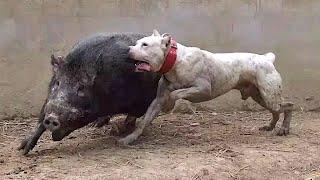 Top 10 cani più fedeli e allenati in video