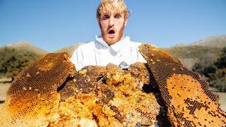 Harvesting Honey from a MASSIVE Beehive (Extremely Satisfying)