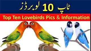 Top 10 Lovebirds Pics and Information | Birds Fantasy