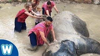 Washing Elephants at Mae Rim Elephant Home