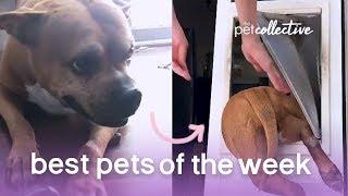 Best Pets of the Week - DOG ESCAPE ARTIST | The Pet Collective