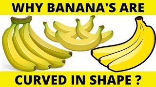 Why Banana's are Curved in Shape? Top 10 Amazing Facts