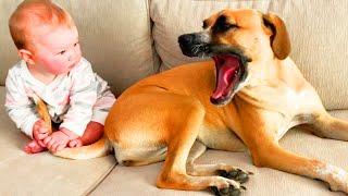 Baby and Dogs Funny Moments