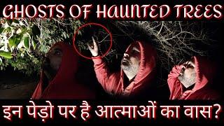 Yeh Kya Tha | Vlog 19 | 02 February 2020 | Ghosts Of Haunted Trees | Jassi Sandhu Official