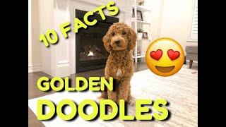 Top 10 Facts about Golden Doodles (MUST WATCH)