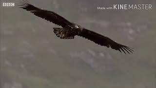 Top 10 fact about Eagle in hindi