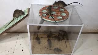 The best video I've ever seen | Top 10 Idea Mouse Trap | Best Electric Mouse/Rat Trap |