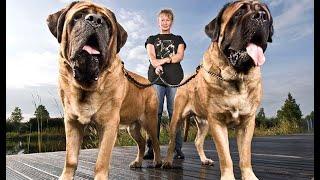 10 Abnormally Large Dogs Around The World!