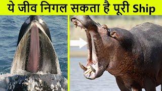 दुनिया के सबसे बड़े जबड़ों वाले जीव | Creatures with largest mouths