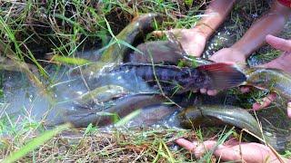 Top 20 videos amazing fishing catch fish by hand 2020