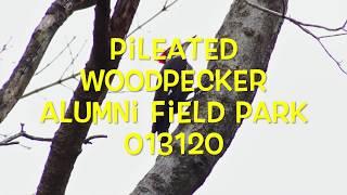 Pileated Woodpecker Alumni Park Field 013120