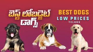 Low price dog's in India (Telugu) | Top 10 Cheapest Dog Breeds In India (2020)