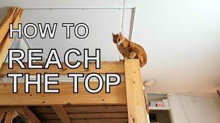 Alvi cat : the only way to reach the top