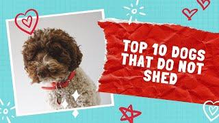 Top 10 kids friendly Dogs that do not shed | Hypoallergenic Breeds 