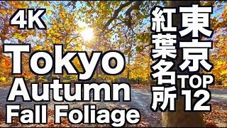 4K 東京紅葉TOP12 Tokyo autumn leaves TOP Fall Foliage 乾通り 新宿御苑 上野公園 神宮外苑 大田黒公園 日比谷公園