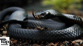 Top 10 Deadliest Snakes In The World 2020