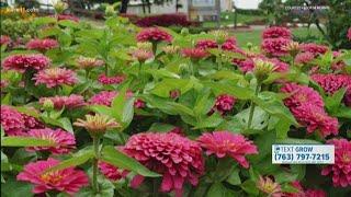 Grow with KARE: Top 10 Annuals