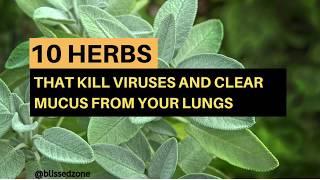 10 Herbs That Kill Viruses and Clear Mucus from Your Lungs