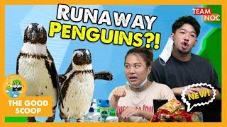 Penguins Takeover Singapore Zoo During Circuit Breaker?! | The Good Scoop Ep3