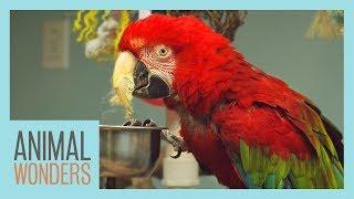 Macaws! What, Where, How