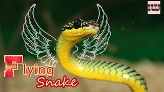 Top 10 Weirdest Snakes Around The World