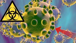 Coronavirus | TOP 10 Basic and Important Information