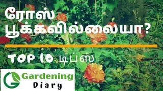 Why is my rose not blooming - top 10 reasons. ரோஸ் பூக்க 10  டிப்ஸ்