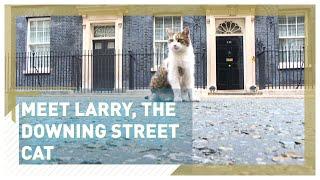 Meet Larry, the Downing Street cat