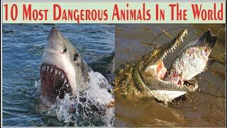 10 Most Dangerous Animals || Top 10 Most Dangerous Animals in the World - Center Point