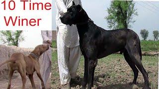 10 time Chapion dogs || Top Bloodline Bully Dog 1 Female Dog Name of Dog Roki 1 By Nafa tv hd