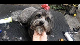 Shih Tzu with a Top Knot & Bow