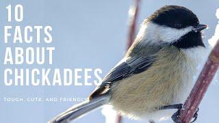 10 Fun Facts About Chickadees | Smart, Tough, & Friendly