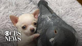 Special-needs puppy and pigeon who can't fly form unlikely friendship