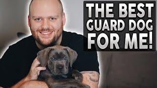 What's The BEST GUARD DOG BREED For ME!