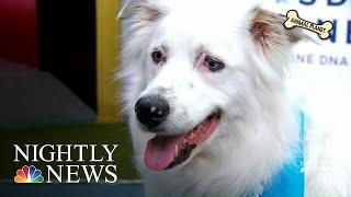 Shelter Dogs Play In The Dog Bowl In Hopes Of Finding Their ‘Forever Homes’ | NBC Nightly News