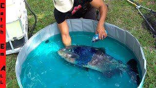 BLUE CHEMICAL WASH to SAVE INFECTED FISH **Treatment Works on All Fish**