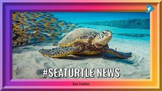 Top 10 #seaturtle Posts & Updates, Starring: turtletrend