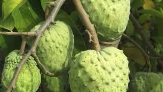 Top 10 Amazing Rarest & Exotic Fruits#Incredible & Unique#Uses & features#Episode1.