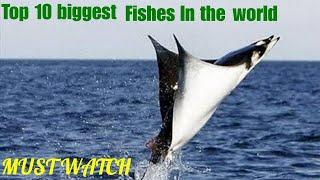 Top 10 biggest fishes in the world