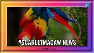 Top 10 #scarletmacaw Posts, Starring: birdsonearth