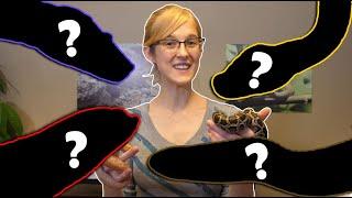 The Top 5 BEST Intermediate Snakes!