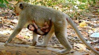 The most loving mother monkey !! New baby Delena and young mum Dee Dee.